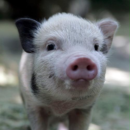 Miniature Pig, Piglet, Switzerland.jpg
