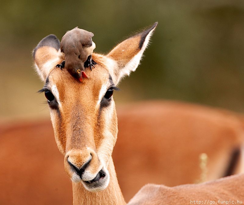 Red-billed Oxpecker on Antelope head.jpg