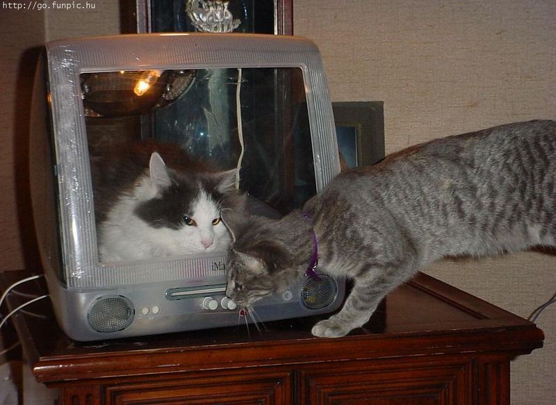 Cat and Cat.jpg