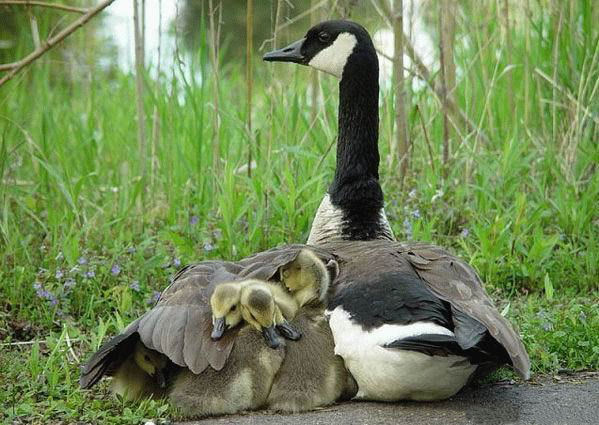 Canada Goose family.jpg