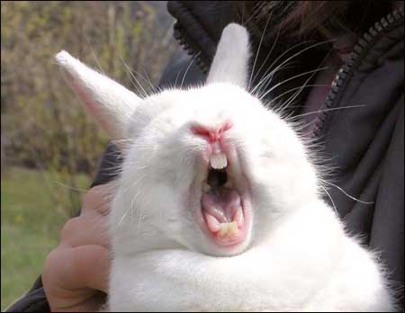 Yawning Rabbit.jpg