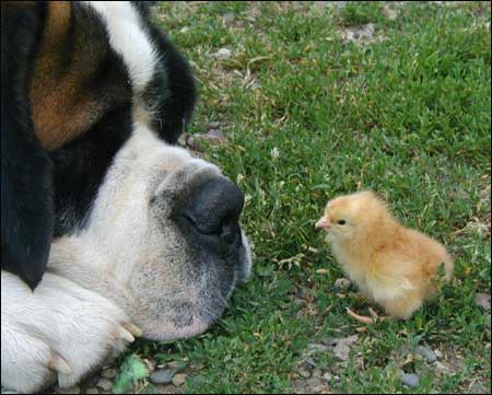 Dog and Chick.jpg