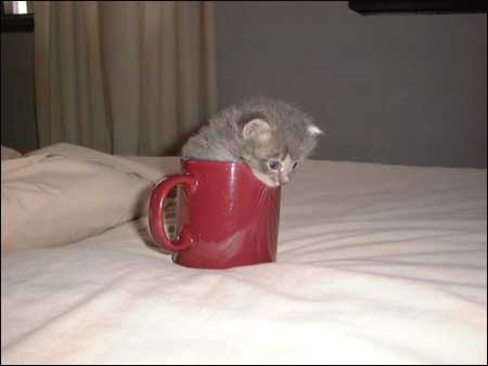 Cup Kitten.jpg