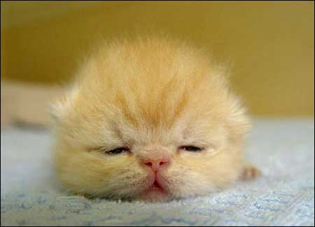 Cute Sleeping Kitten.jpg