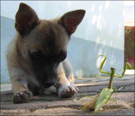 Puppy and Mantis, Kung Fu.jpg
