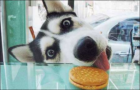 Cookie Dog.jpg