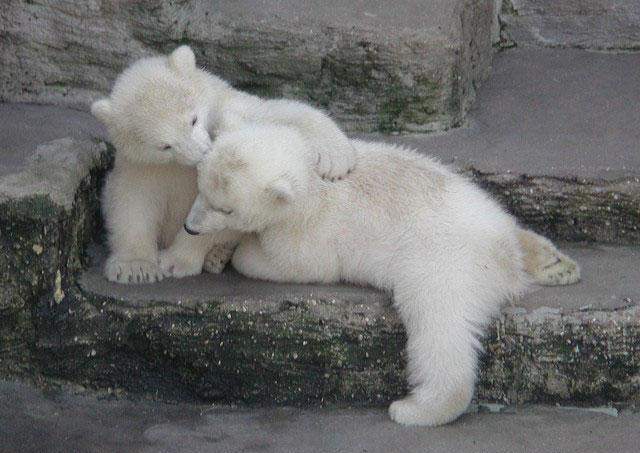 Cute Polar Bear cubs.jpg