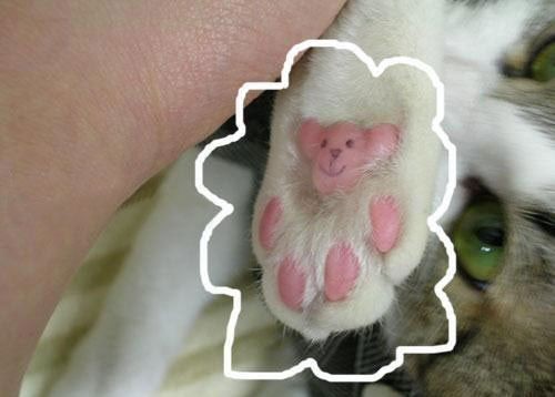 Cat foot.jpg