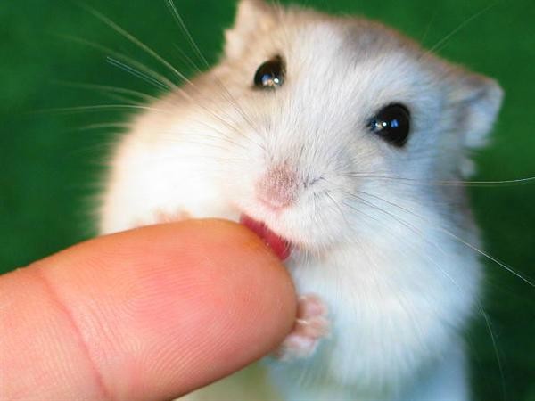 Hamster cute.jpg