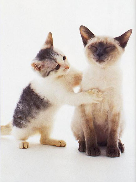 Healing Kitten.jpg