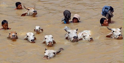 Swimming Cow Herd, Cambodia.jpg