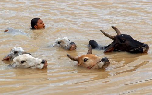 Swimming Cow Herd, Cambodia.jpg