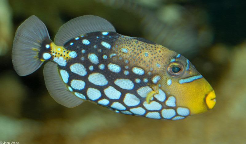 Clown Triggerfish (Balistoides conspicillum)02.jpg