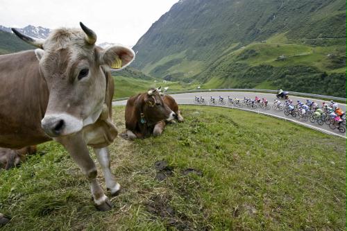 Cows, Cycling Tour, Switzerland.jpg