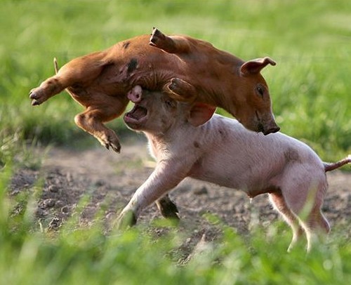 pigs playing.jpg