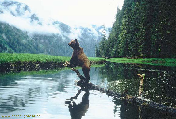 grizzly-bear-standing+url.jpg