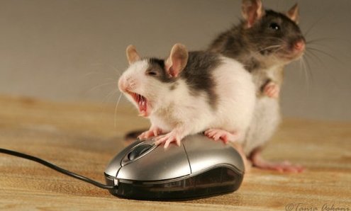 mouse orgy.jpg