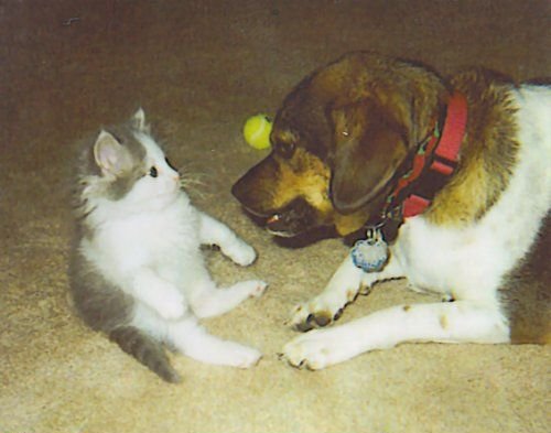 Kitten and Dog.jpg