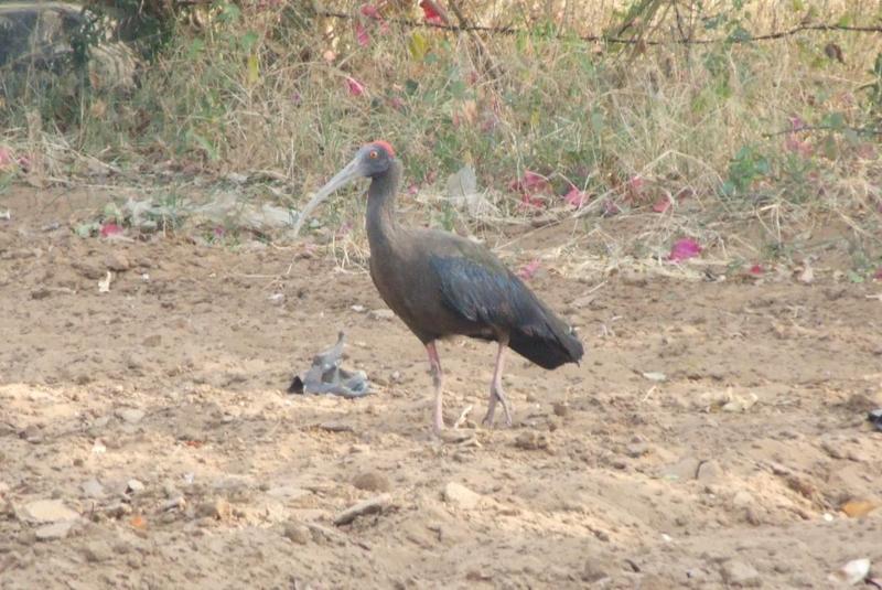 Black ibis4.bmp