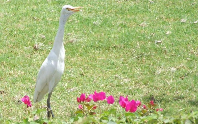 egret female.JPG