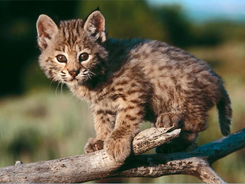Baby bobcat.jpg