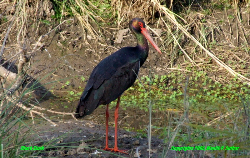 black stork2.JPG