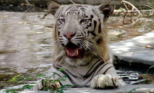 White Tiger, India.jpg