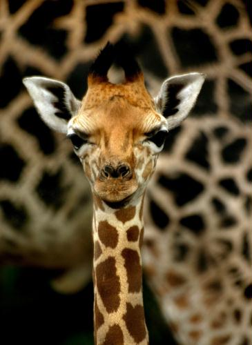 Baby Giraffe, India.jpg