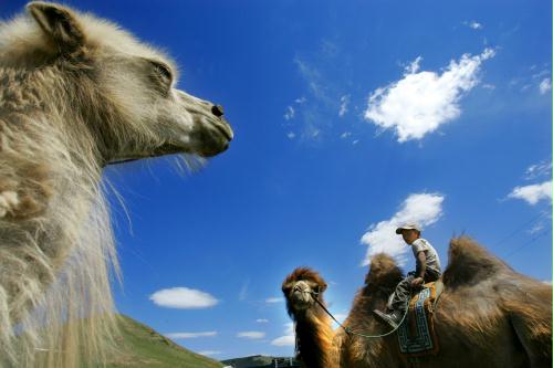 Camel Rider, Mongolia.jpg
