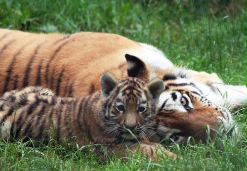 Siberian Tiger cub, Poland.jpg