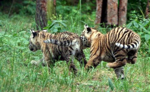Siberian Tiger cub, Poland.jpg