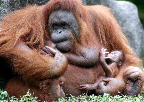 Baby Orangutan, Indonesia.jpg
