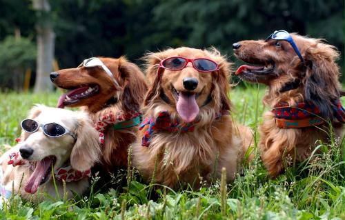 Miniature Dachshund dogs, Japan.jpg
