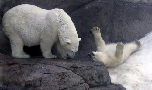 Polar Bears, Russia.jpg