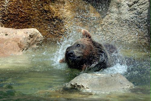 Brown Bear, Italy.jpg