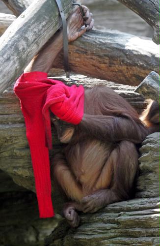 Sumatran Orangutan, Russia.jpg