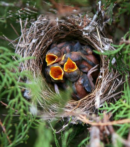Baby birds, Kosovo.jpg