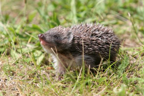 Hedgehog, Poland.jpg