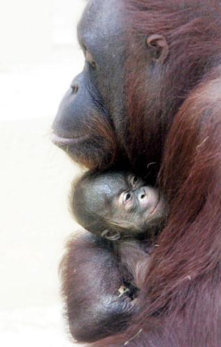 Orangutan, Netherlands.jpg