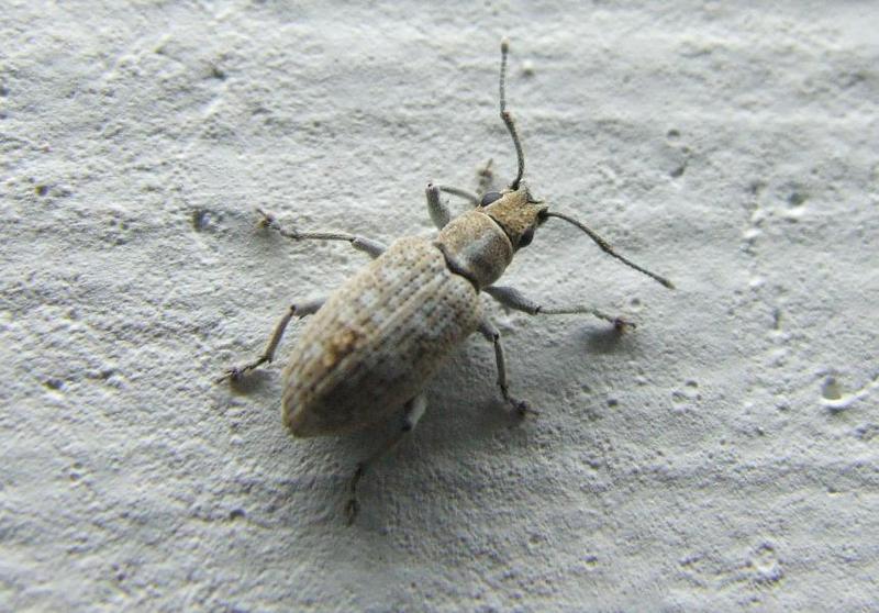 maulik - insect 2.JPG