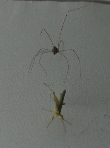 maulik - spider engulfing insect 2.JPG
