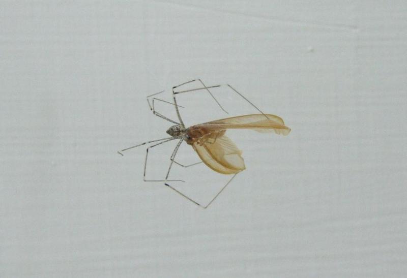 maulik spider engulfing insect.JPG