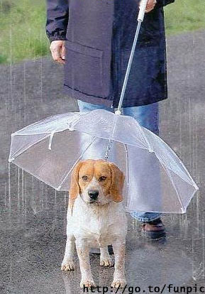 puppy umbrella.jpg