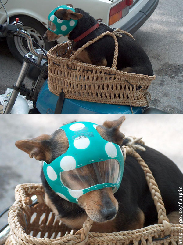 Puppy Helmet.jpg