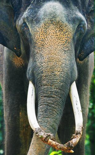 Bull Asian Elephant, Singapore Zoo.jpg