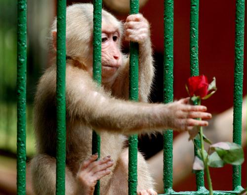 Stump Tailed Monkey (Macaca arctoides), India.jpg