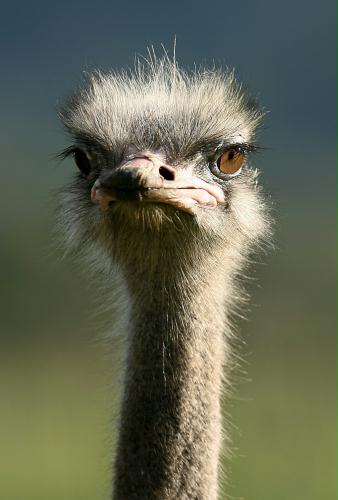 Ostrich, South Africa.jpg