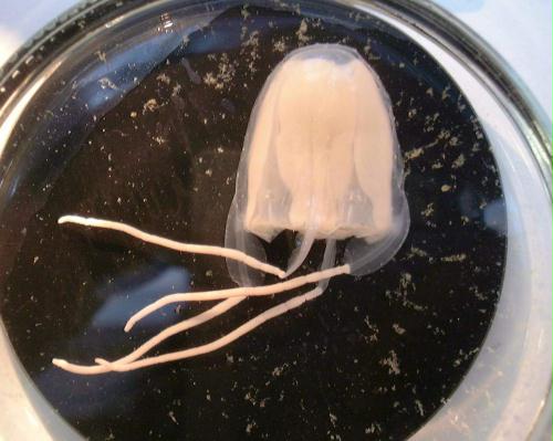 Irukandji Jellyfish (Carukua barnesi), Australia.jpg