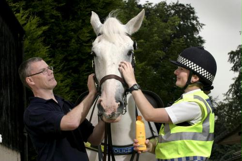 Albino Horse, Britain.jpg