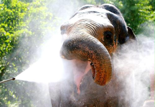 Indian Elephant shower, Germany.jpg